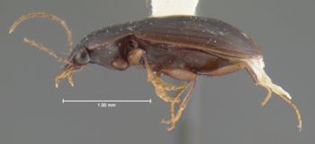 Media type: image;   Entomology 35414 Aspect: habitus lateral view